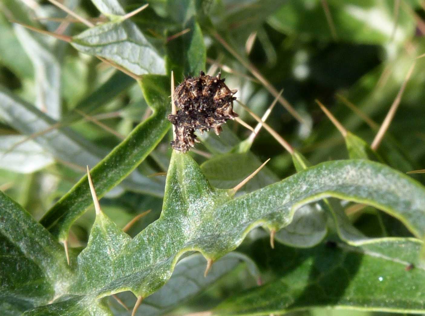 Giovane bruco di Apochima flabellaria